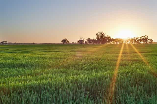 rice-paddy.jpg